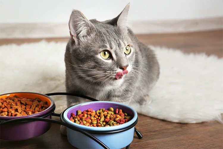 How to Feed an Overeating Cat.
