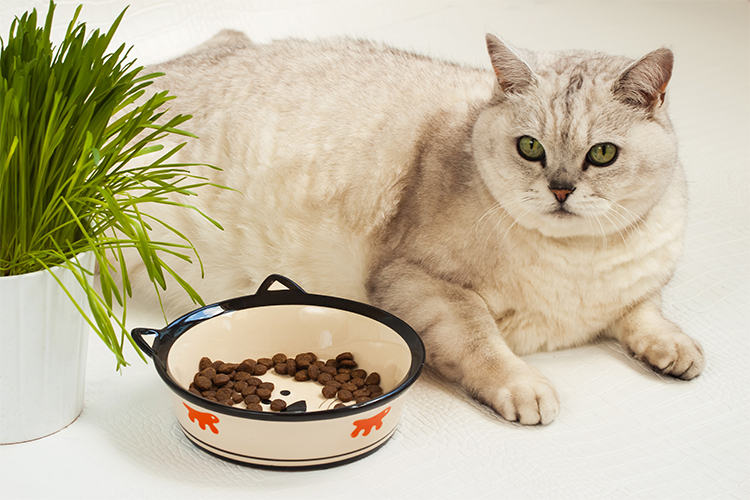 How to Feed an Overeating Cat.