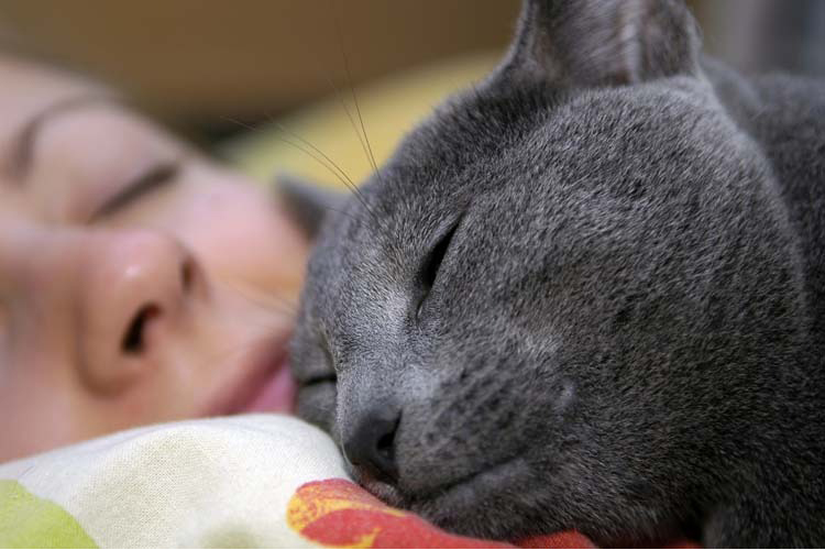 Discover The Heartwarming Reasons Behind Why Your Furry Friend Loves Sleeping Between Your Legs