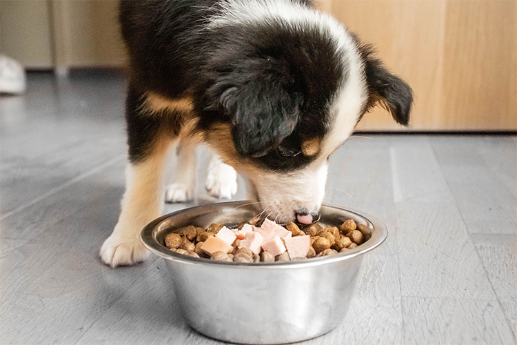 15 Foods That Should Never Be Feed To Dogs.
