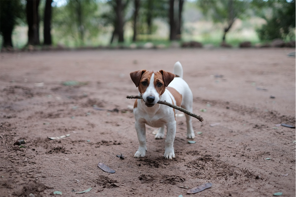 12 Behaviors of Former Stray Dogs and How to Overcome Them