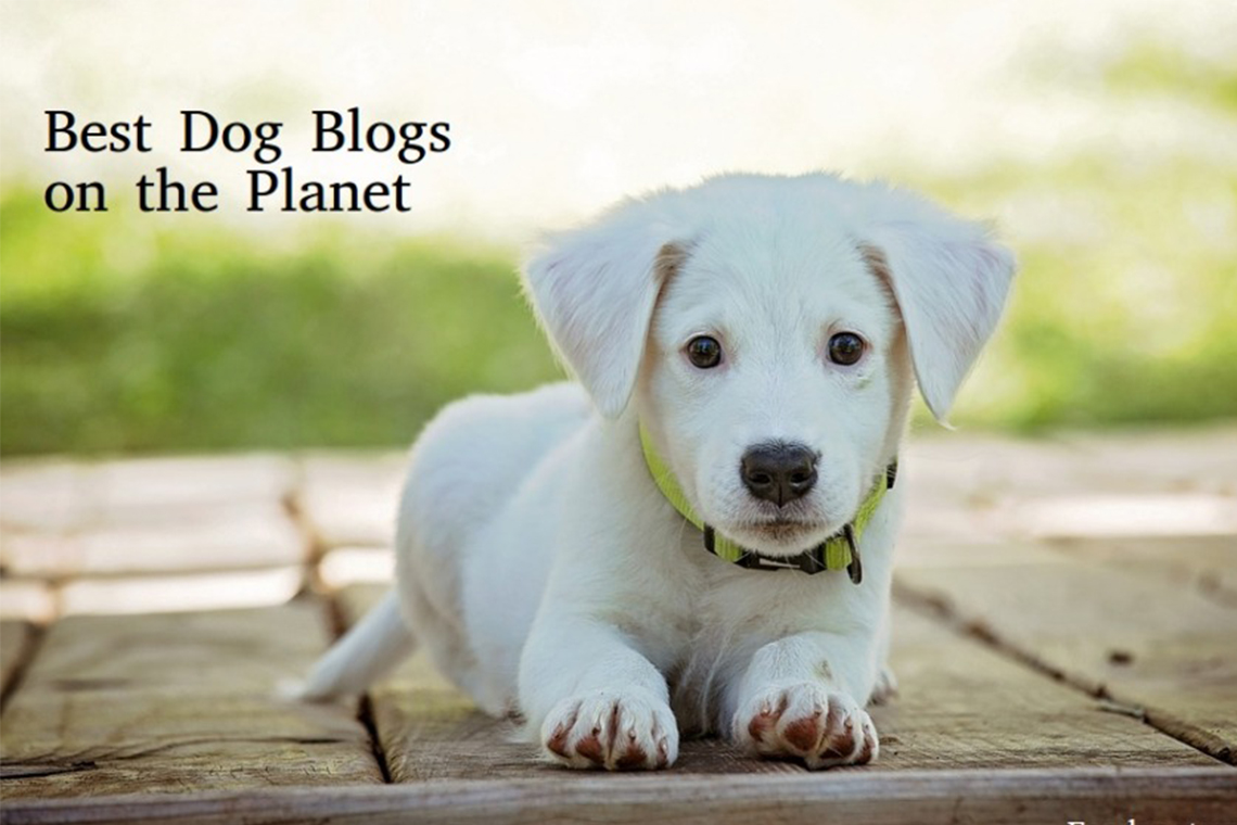 16 Best Dog Blogs Ever for Dog Lovers.
