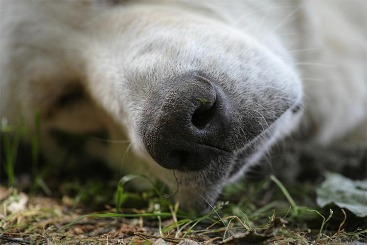 Say goodbye to your dog's crusty nose with these helpful tips!