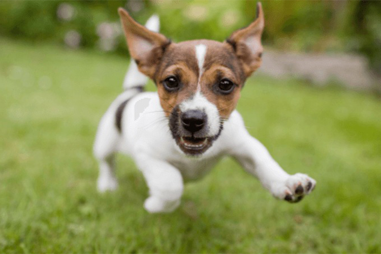 29 Cute Dog Names That Will Make You Laugh.