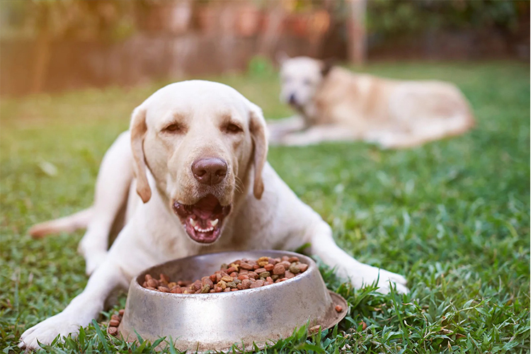 Feeding your furry friend right – Tips for portion control