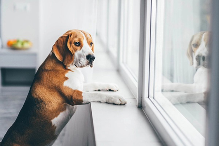 Effective Solutions For Dog Separation Anxiety Issues