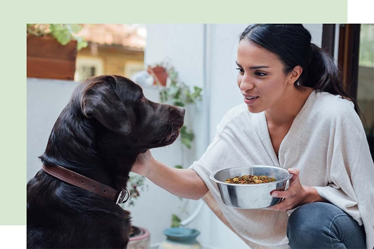 Feeding your furry friend right – Tips for portion control