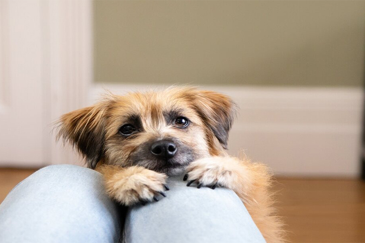 Effective Solutions For Dog Separation Anxiety Issues
