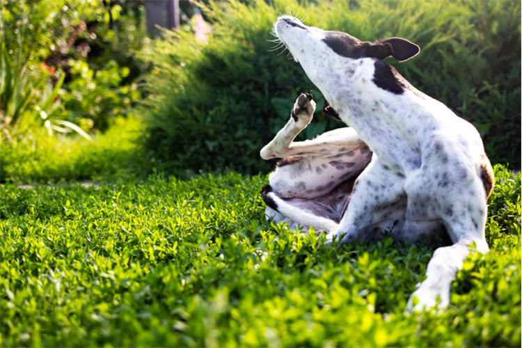 Plant-Induced Hives in Dogs – How to Soothe Your Pup at Home