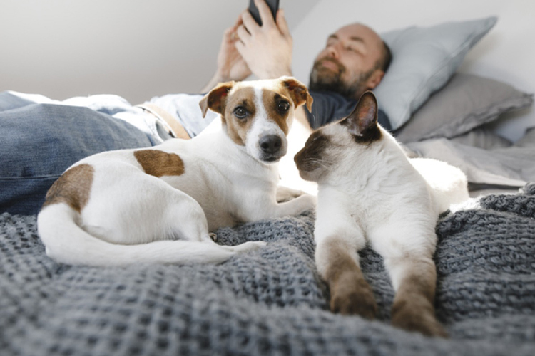 Guide: What Pet Owners Should Follow For Pet Health And Wellness