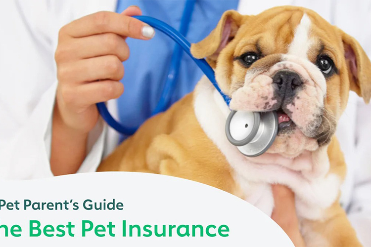 Guide: What Pet Owners Should Follow For Pet Health And Wellness