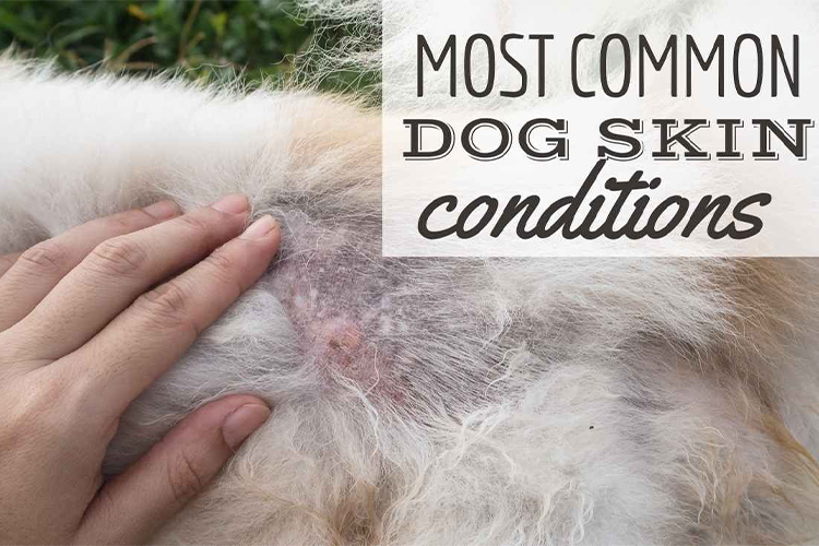 Dog Skin Infections That Are Most Common.