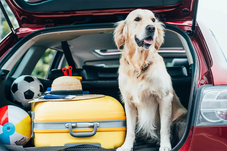 How Can Pet Keepers Travel Safely With Their Pet