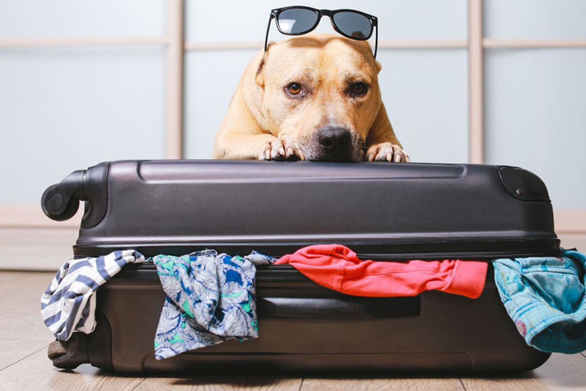 Guidelines for Travelling with Pets.