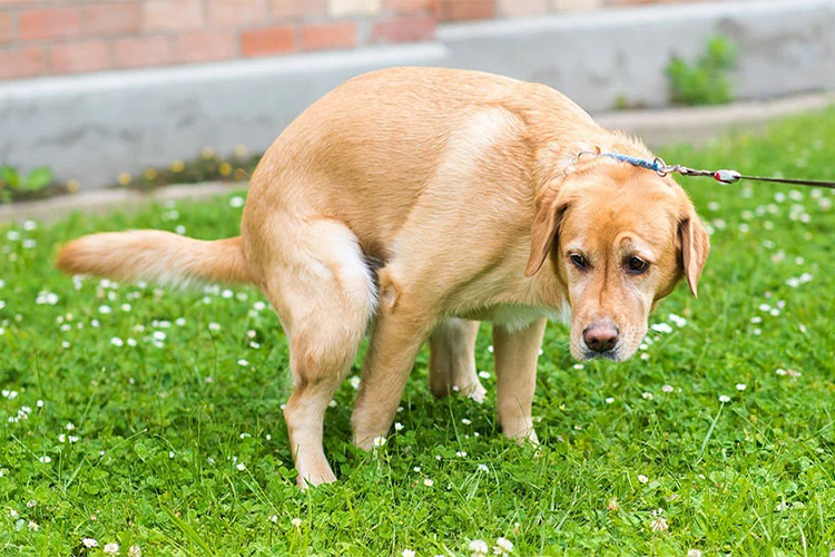 7 reasons why dog poop isn't good for your garden