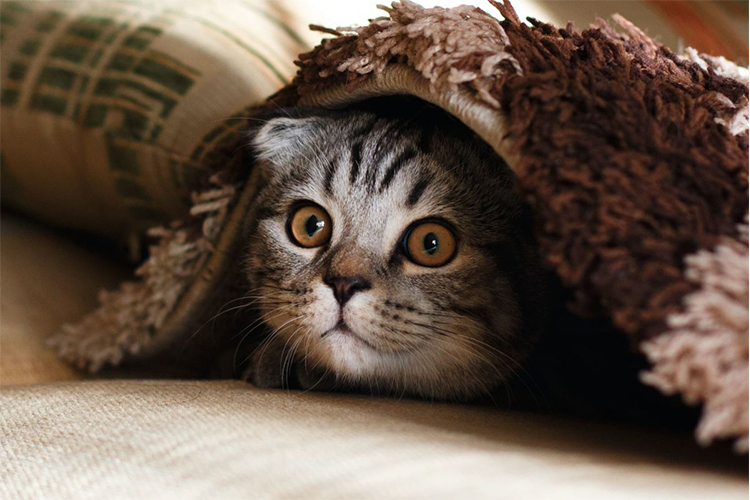 How To Playfully Mess With Your Cat? Tips For Happy Pet
