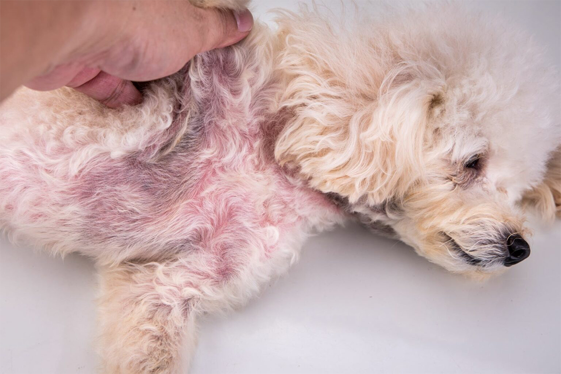 Dog Skin Infections That Are Most Common.
