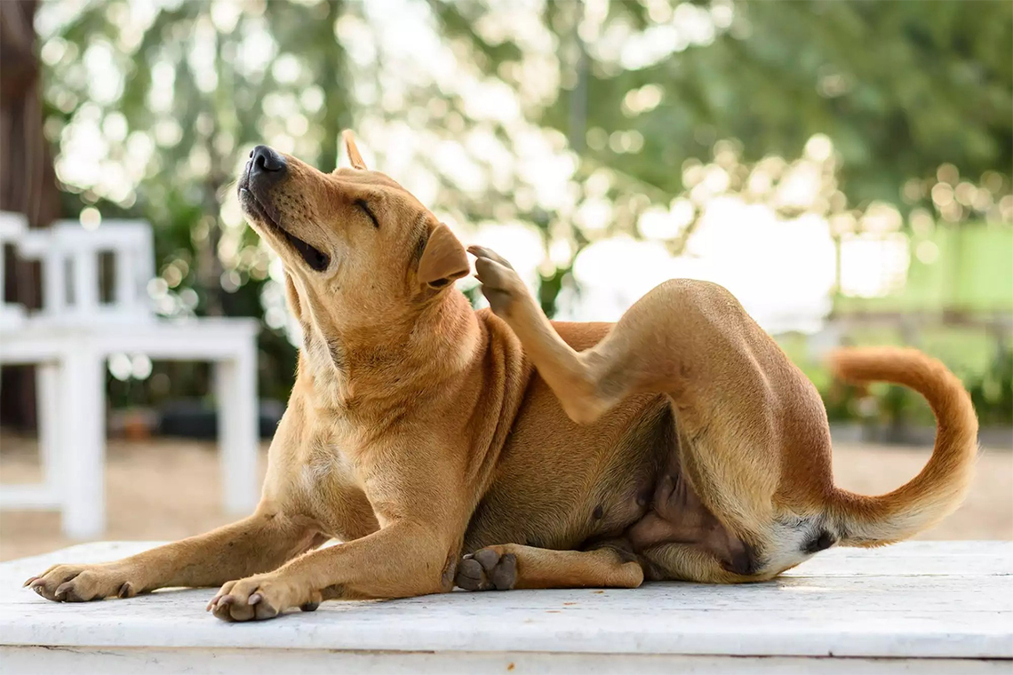 Don't let fleas bug your dog! Here are 20 facts you need to know