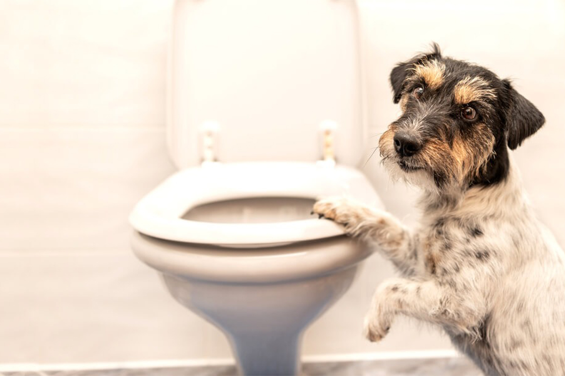 Get to the bottom of your dog's constipation with these expert tips and tricks