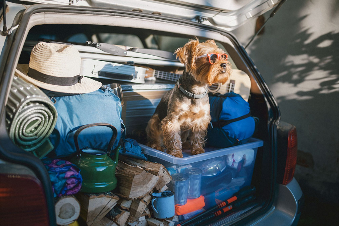 How Can Pet Keepers Travel Safely With Their Pet