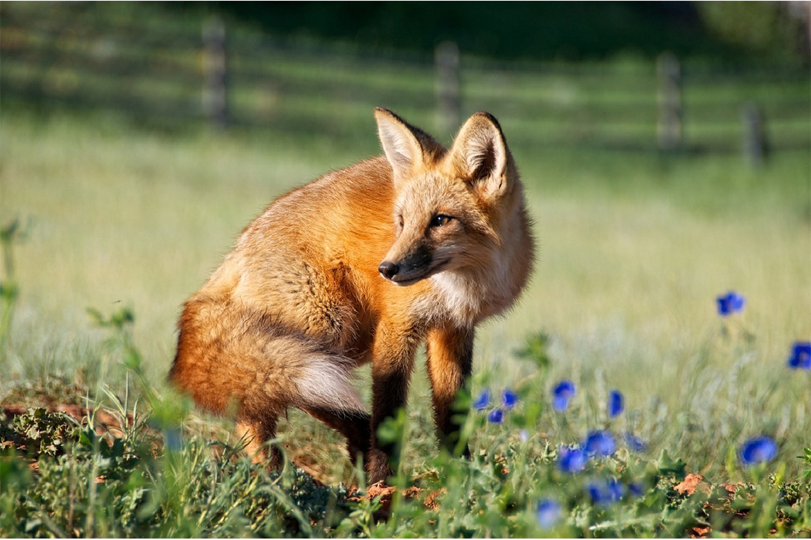 Protecting Your Pup – Understanding the Risk of Parasites from Foxes