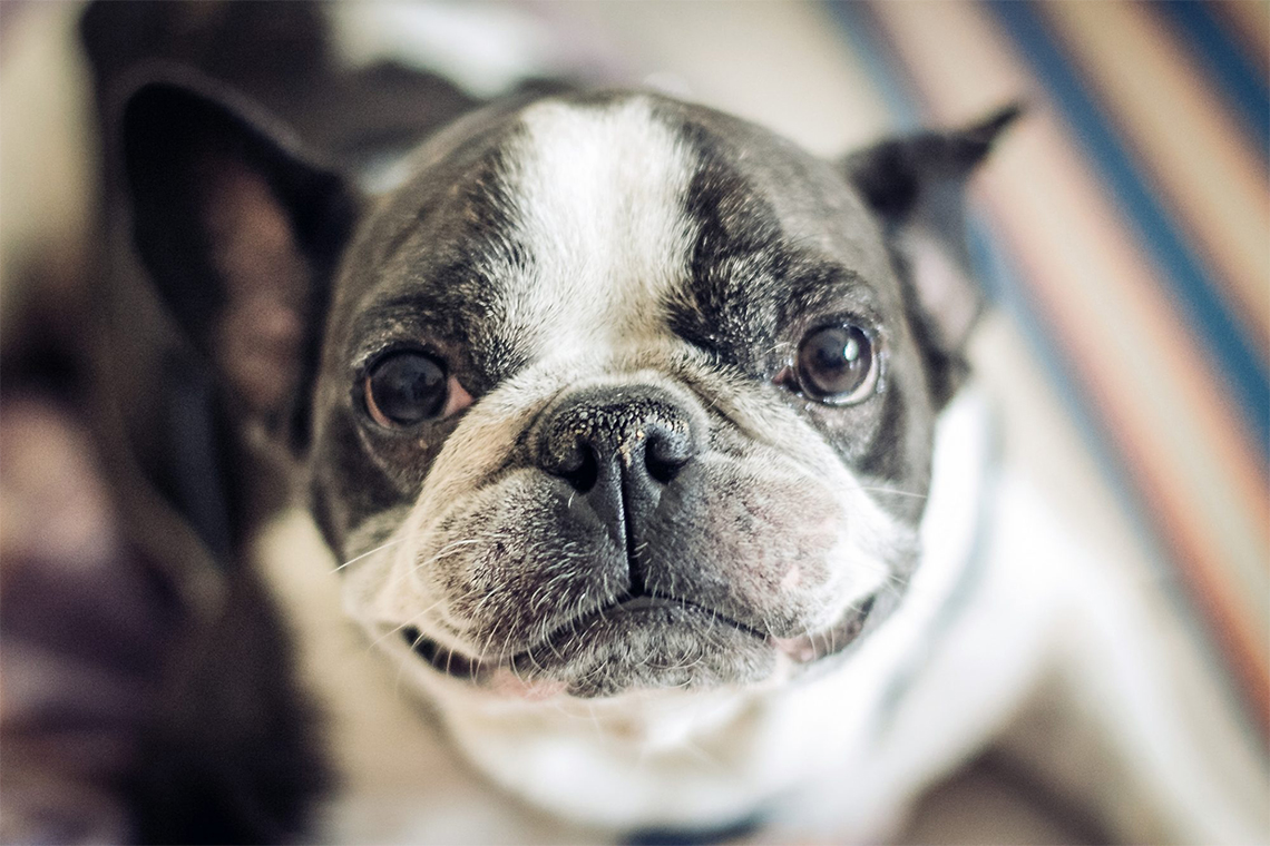 Say goodbye to your dog's crusty nose with these helpful tips!