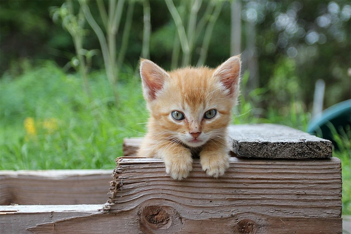 The Ultimate Guide to Catching and Taming Feral Kittens