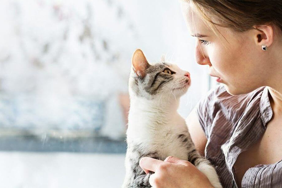 What to Look for When Adopting a New Cat