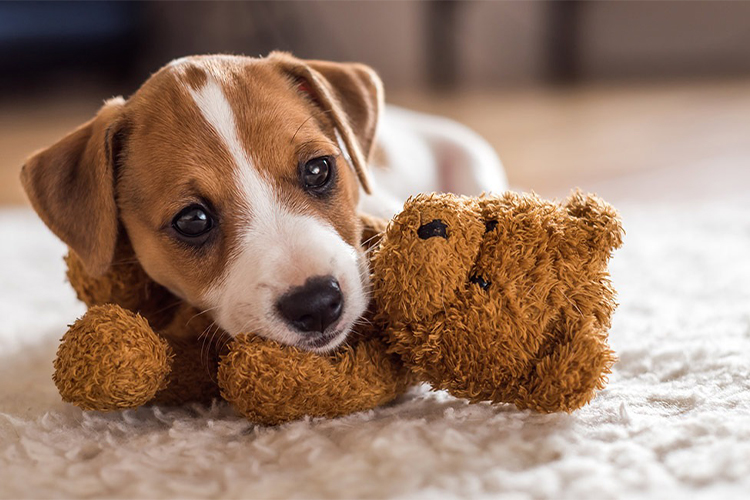 Find Your Pup's Perfect Match – 101+ Cute Names for Small Dogs