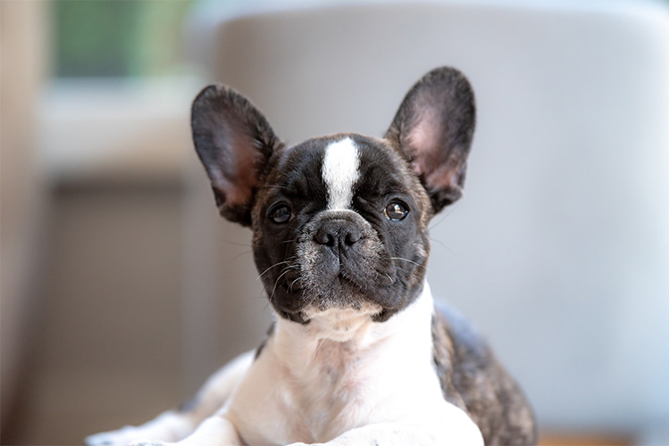 From Pup to Pal – The Ultimate Guide to French Bulldog Care