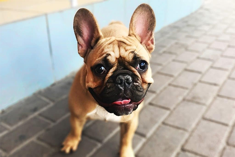 From Pup to Pal – The Ultimate Guide to French Bulldog Care