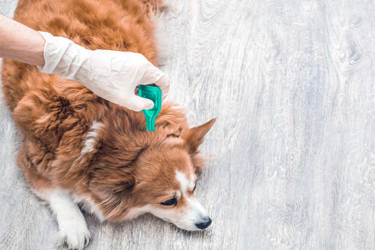 Don't let fleas bug your dog! Here are 20 facts you need to know