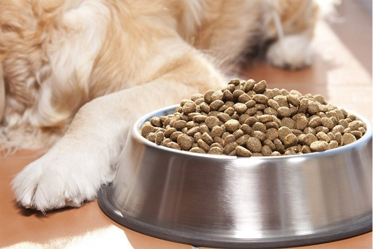 Ideas Pet Keepers Should Keep In Mind When Selecting Pet Food