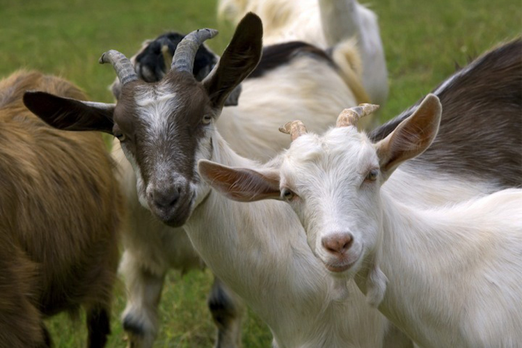 Get your goat fix – All you need to know about keeping goats as pets!