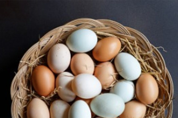 Cracking the Mystery of Eggshell Colors - What Determines their Color?