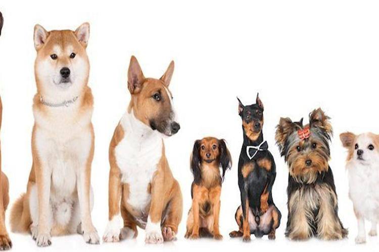 What Breed of Dog Should You Get