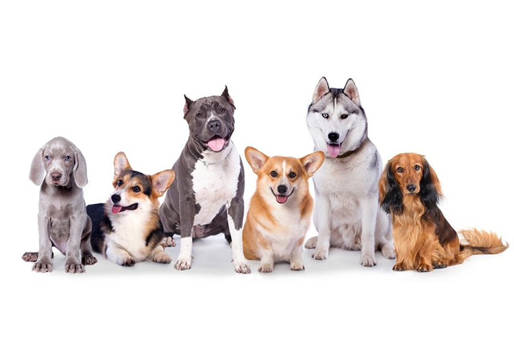 What Breed of Dog Should You Get