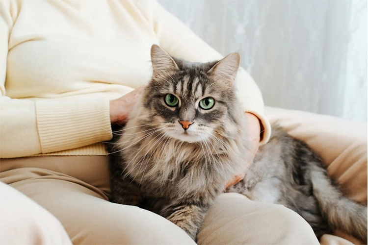 What to Look for When Adopting a New Cat