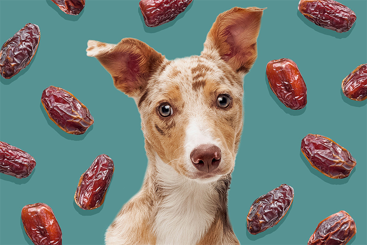 The dangers of date pits for dogs – What you need to know