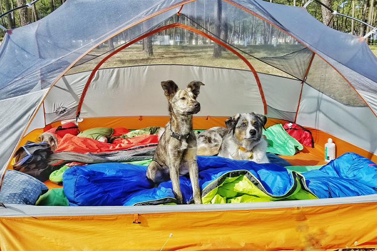 Must-Have Pet Accessories Needed For Dog Camping Trips