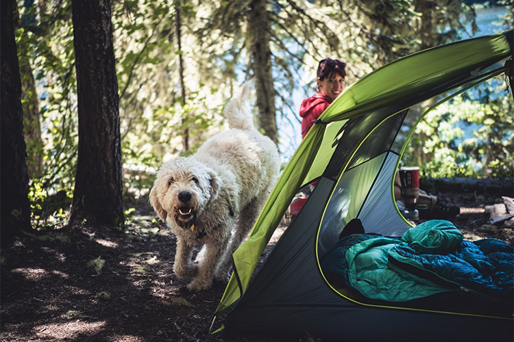 Must-Have Pet Accessories Needed For Dog Camping Trips