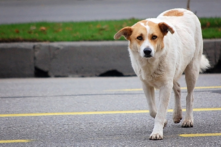 12 Behaviors of Former Stray Dogs and How to Overcome Them