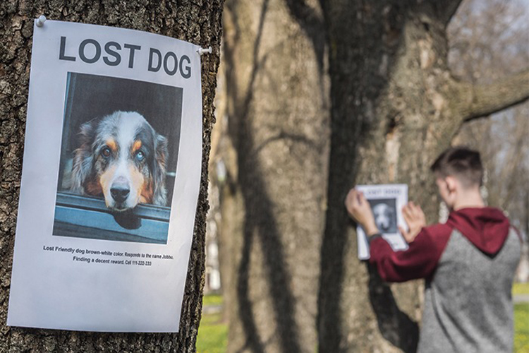 Practical Tips For Finding Lost Pets Around Your Locality