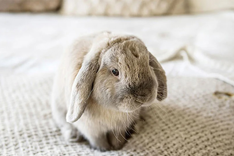 Don't Let Your Rabbit Suffer in Silence – How to Identify and Treat Pain