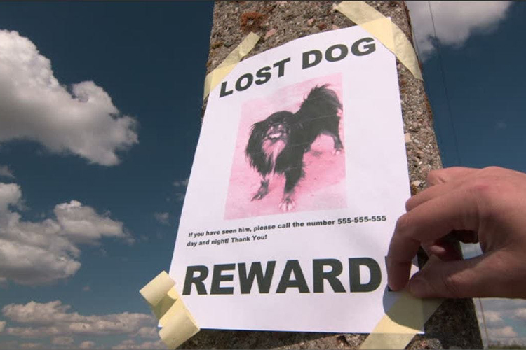 Practical Tips For Finding Lost Pets Around Your Locality