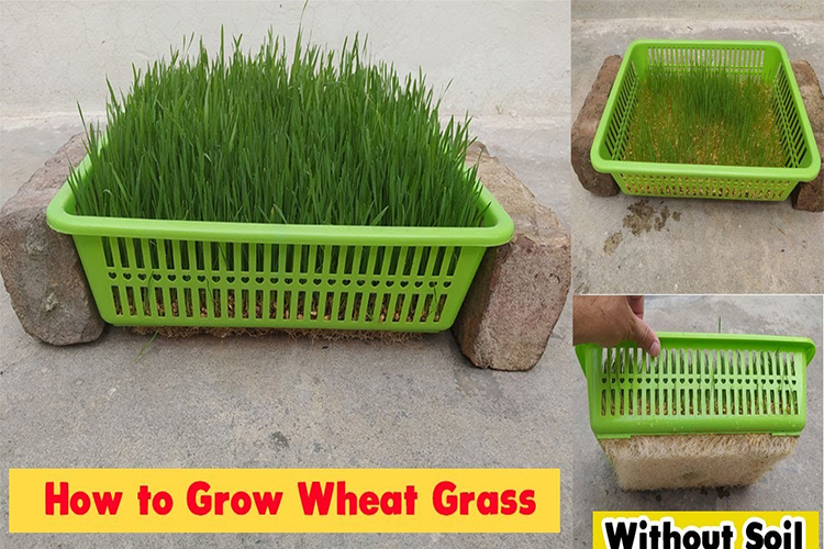How to Grow Wheat Grass at Home