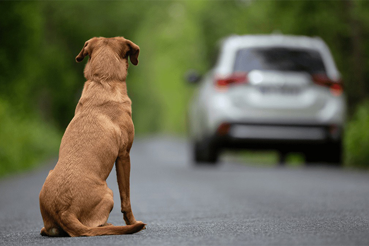 Drive in Peace – 8 Tips for Helping Your Dog Overcome Their Fear of the Car