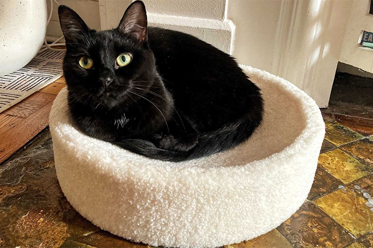 The Top Cat Beds for Every Cat Type.