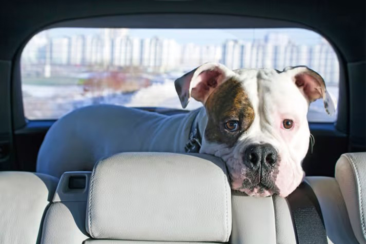 Drive in Peace – 8 Tips for Helping Your Dog Overcome Their Fear of the Car