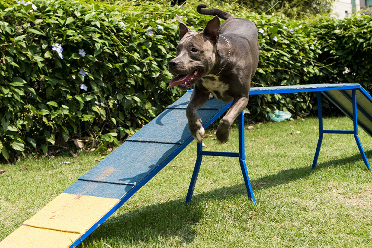Ideas For Playgrounds Dog Owners Can Build At Home